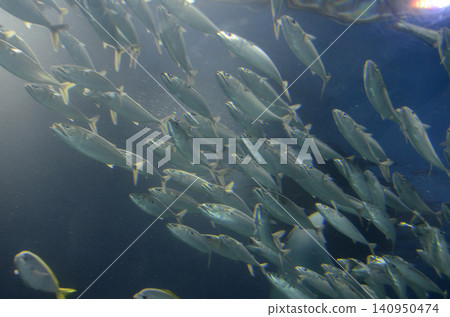 印度鯖魚 印度鯖魚 140950474