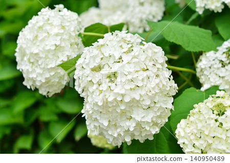 Hydrangea Festival at Hakusan Shrine Hydrangea Festival at Hakusan Shrine 140950489