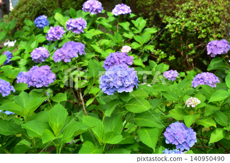 Hydrangea Festival at Hakusan Shrine Hydrangea Festival at Hakusan Shrine 140950490
