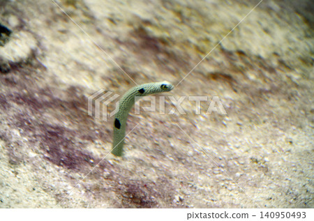 Garden eel Garden eel 140950493
