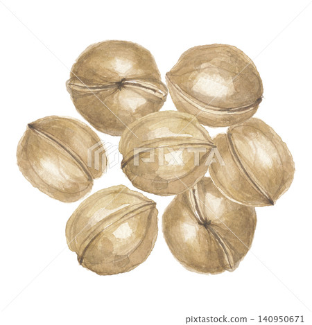 Walnuts painted in watercolor 140950671