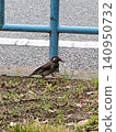 Starlings strolling through the park 140950732