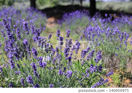 Scenery of lavender field 140950975