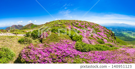 Mountains in full bloom with Miyama Kirishima azaleas - Kuju Mountain Range, Oita Prefecture Mountains in full bloom with Miyama Kirishima azaleas - Kuju Mountain Range, Oita Prefecture 140951123