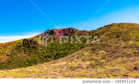 Mountains in full bloom with Miyama Kirishima azaleas - Kuju Mountain Range, Oita Prefecture Mountains in full bloom with Miyama Kirishima azaleas - Kuju Mountain Range, Oita Prefecture 140951124