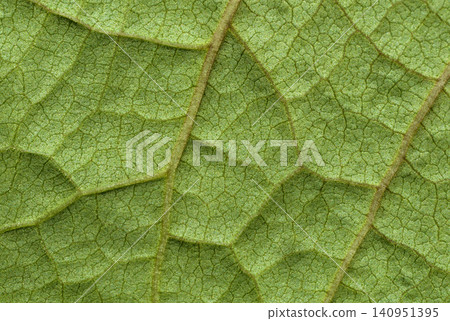 Natural green vein leaf pattern close up Natural green vein leaf pattern close up 140951395