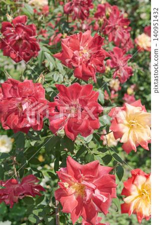 Multicolored flowers of garden rose 140951432