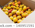 Cardboard boxes filled with fresh, ripe plums, colored yellow and red, awaiting shipment. 140951591