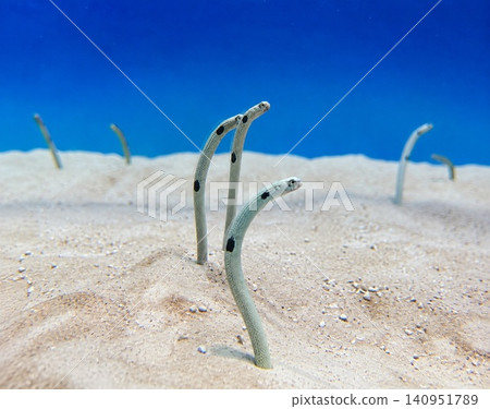 A school of garden eels peeking out of the sand A school of garden eels peeking out of the sand 140951789