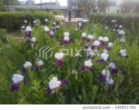 德國虹膜白色和藍色大花 德國虹膜白色和藍色大花 140951790