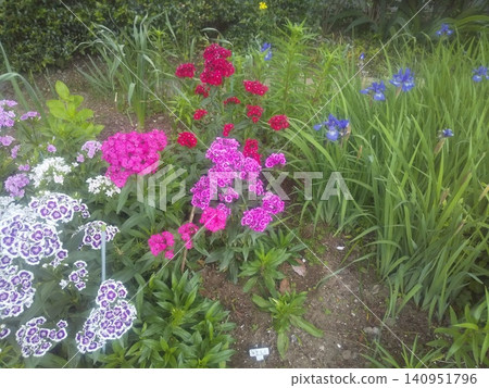 Pink carnations and blue irises Pink carnations and blue irises 140951796