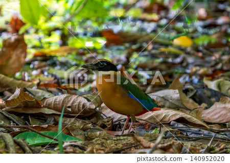 A brightly colored Southern Fairy butterfly stands on the forest floor. A brightly colored Southern Fairy butterfly stands on the forest floor. 140952020