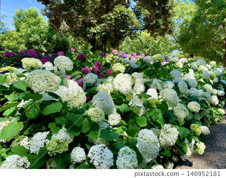 Western hydrangeas (pink and white, ball-shaped blooms) blooming in the shade of trees <Kariya Highway Oasis Iwaike Park/Kariya City, Aichi Prefecture> Western hydrangeas (pink and white, ball-shaped blooms) blooming in the shade of trees <Kariya Highway Oasis Iwaike Park/Kariya City, Aichi Prefecture> 140952181