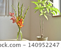 Flowers in a vase: Graciola 140952247