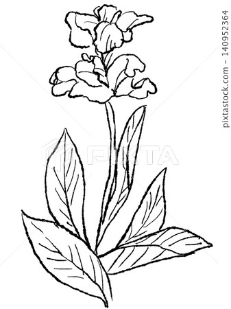 A hand-drawn line art illustration of blooming canna flowers. A hand-drawn line art illustration of blooming canna flowers. 140952364