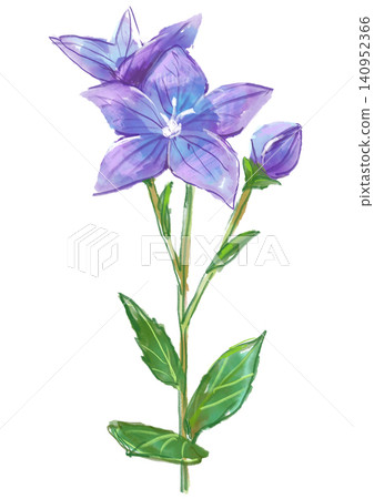A hand-painted watercolor illustration of blooming bellflowers. A hand-painted watercolor illustration of blooming bellflowers. 140952366