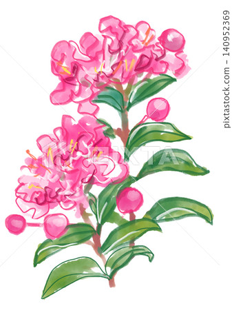 A hand-painted watercolor illustration of crape myrtle blossoms in full bloom. 140952369