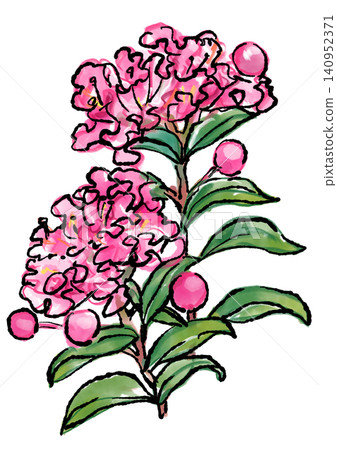 Hand-drawn line art and watercolor illustration of crape myrtle blossoms in full bloom 140952371