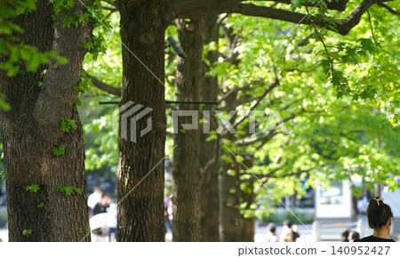 街道兩旁綠樹成蔭。 街道兩旁綠樹成蔭。 140952427