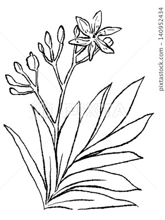A hand-drawn line art illustration of blooming iris flowers. A hand-drawn line art illustration of blooming iris flowers. 140952434