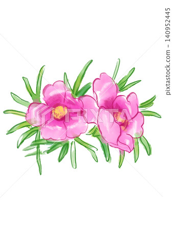A hand-painted watercolor illustration of blooming portulaca flowers. A hand-painted watercolor illustration of blooming portulaca flowers. 140952445