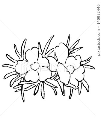 A hand-drawn line art illustration of blooming portulaca flowers. A hand-drawn line art illustration of blooming portulaca flowers. 140952446