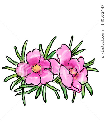 Hand-drawn line art and watercolor illustration of blooming portulaca flowers Hand-drawn line art and watercolor illustration of blooming portulaca flowers 140952447