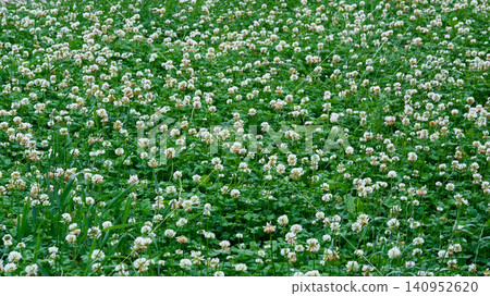 Farming.Forage white clover Trifolium repens with high yield Farming.Forage white clover Trifolium repens with high yield 140952620