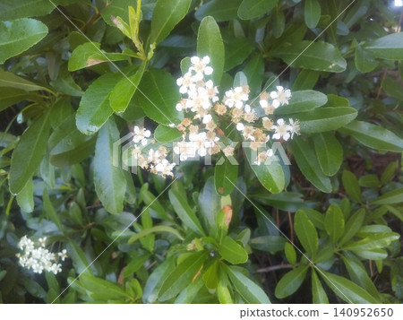 Pyracantha flowers that turn into bright red berries in autumn 140952650