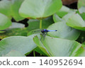 A large blue dragonfly perched on a water lily leaf. 140952694
