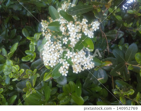 Pyracantha flowers that turn into bright red berries in autumn Pyracantha flowers that turn into bright red berries in autumn 140952769