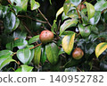 Camellia seeds 140952782