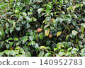 Camellia seeds 140952783