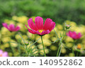 Cosmos flowers 140952862