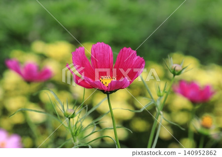 Cosmos flowers Cosmos flowers 140952862