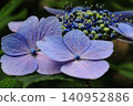 Blue hydrangea 140952886