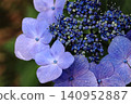 Blue hydrangea 140952887