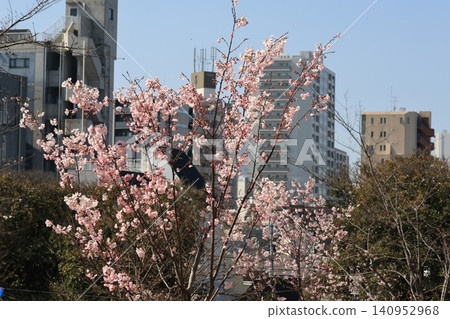 Blue sky and cherry blossoms in full bloom 140952968