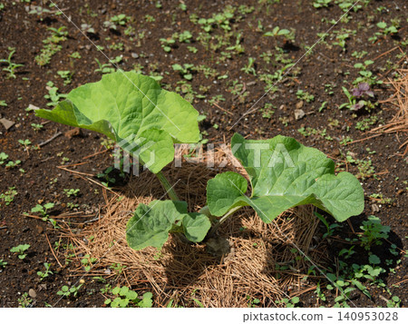 牛蒡幼苗種植在田間土壤中 牛蒡幼苗種植在田間土壤中 140953028