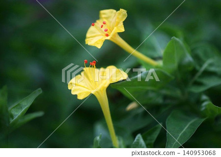 Four o'clock flowers bloom from evening onwards Four o'clock flowers bloom from evening onwards 140953068