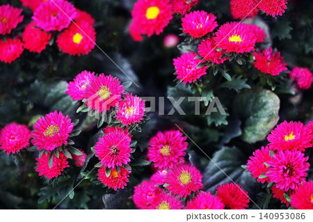 Aster - Crimson red flowers Aster - Crimson red flowers 140953086