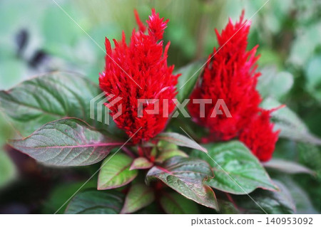 雞冠花－一種像紅色火焰般綻放的花朵。 140953092