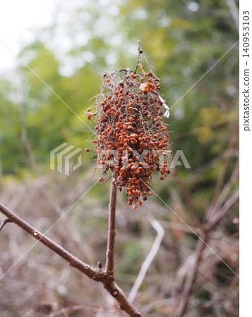 Close-up of sumac fruit (sumac tree in the soft sunlight of early spring) Close-up of sumac fruit (sumac tree in the soft sunlight of early spring) 140953103