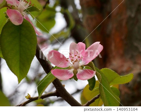 Close-up of pink quince blossoms (quince tree with flowers and leaves) Close-up of pink quince blossoms (quince tree with flowers and leaves) 140953104