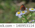 Bernicimi that stops on the flower of Haruzion 140953114