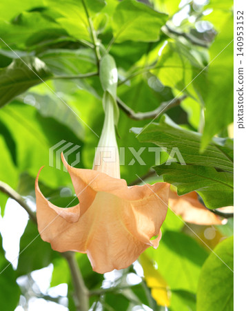 Angel trumpet flowers Angel trumpet flowers 140953152