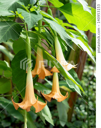 Angel trumpet flowers Angel trumpet flowers 140953153
