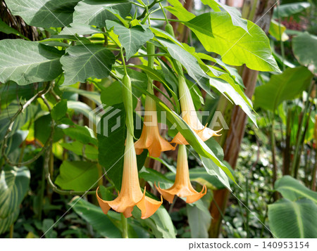 Angel trumpet flowers Angel trumpet flowers 140953154