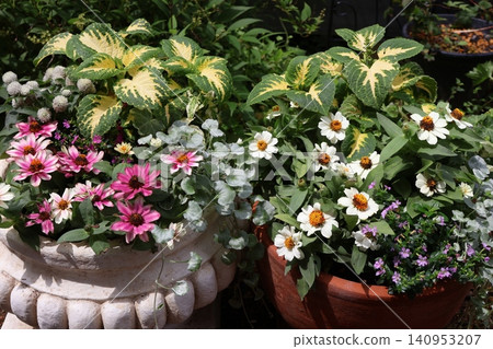 百日菊混合種植和盆栽組合 百日菊混合種植和盆栽組合 140953207