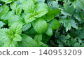 A close-up of the lush green leaves of lemon balm or mint with textured veins and serrated edges. Other garden plants are visible on the right, creating a natural backdrop for the garden. 140953209